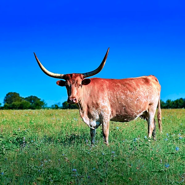 Bastrop County Ranchers Adapt to Rising Beef Prices and Production Costs