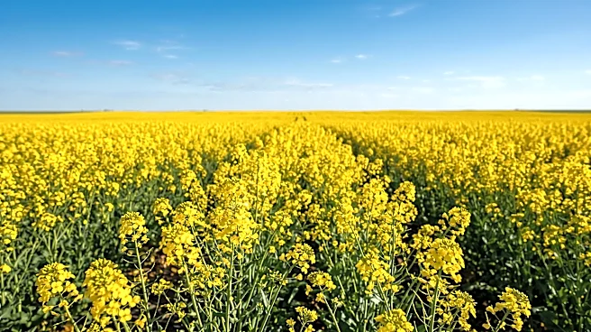Bunge to Process BASF's InVigor Gold Canola Seed Ahead of 2027 U.S. Launch