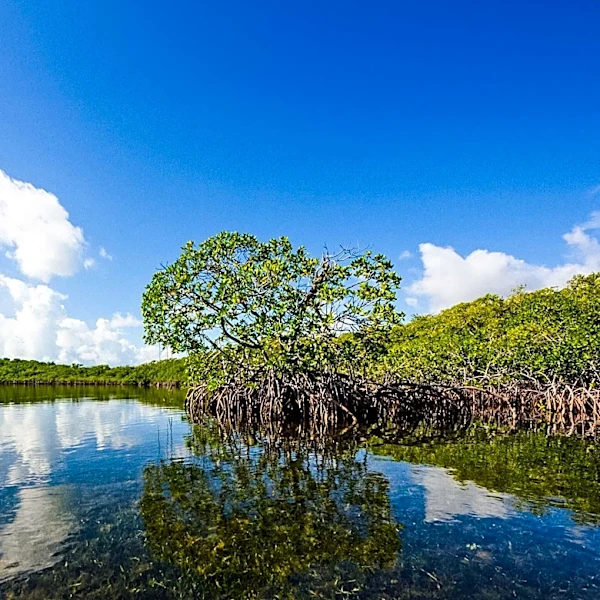 Clear Wave Offers Eco-Tours in Turks and Caicos Marine Wetlands