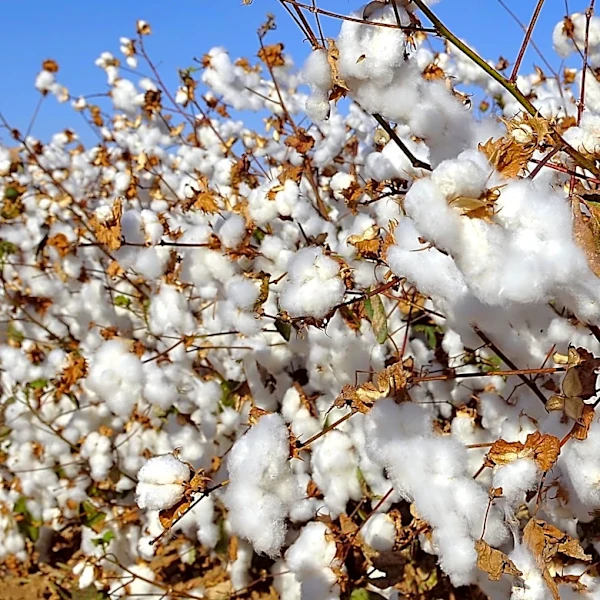 Global Cotton Stocks Projected to Reach Lowest Level Since 2011, Driving Price Increases