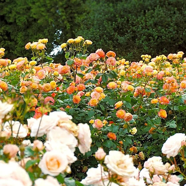 Daily Excelsior Publishes Comprehensive Guide on Roses, Detailing Beauty, Types, Care, and Meaning