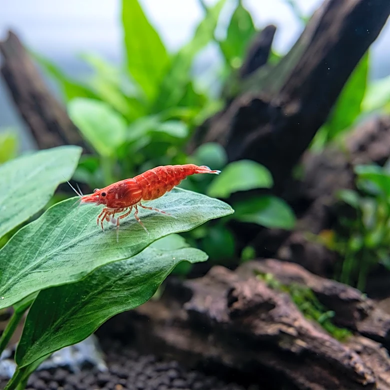 Neocaridina and Caridina Shrimp Identified as Effective Freshwater Aquarium Cleaners