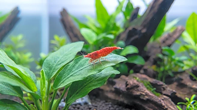 Neocaridina and Caridina Shrimp Identified as Effective Freshwater Aquarium Cleaners