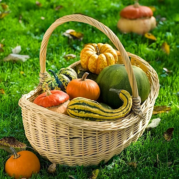 October Gardening Tips Focus on Planting, Lawn Care, and Fall Decor