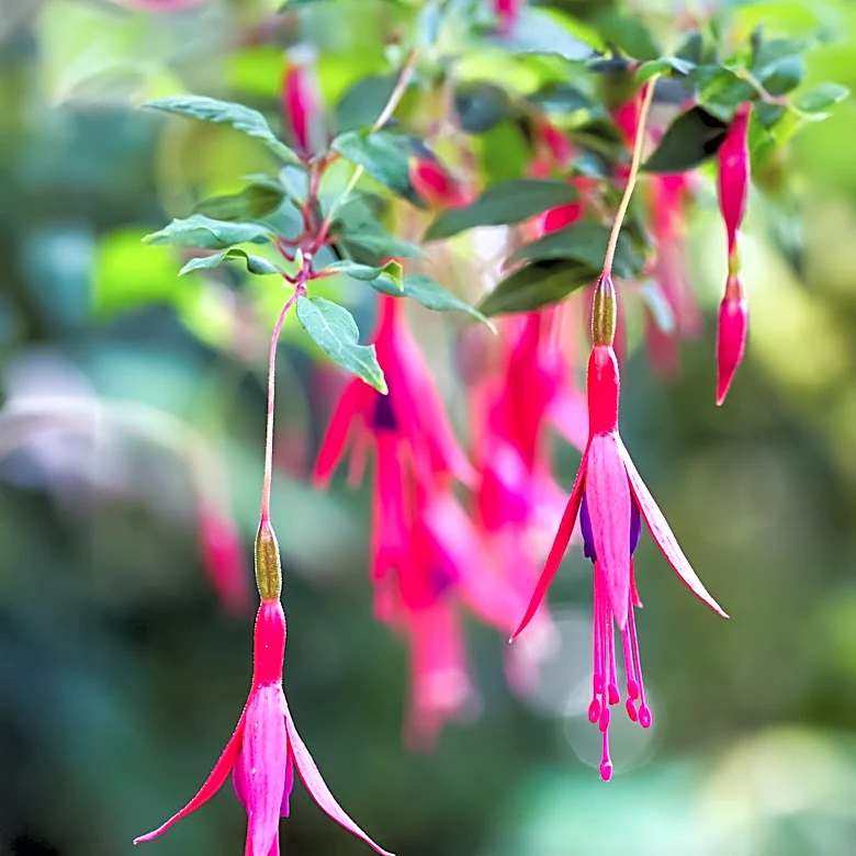 Fuchsia Plant Care Guide Emphasizes Pruning and Disease Prevention for Optimal Growth