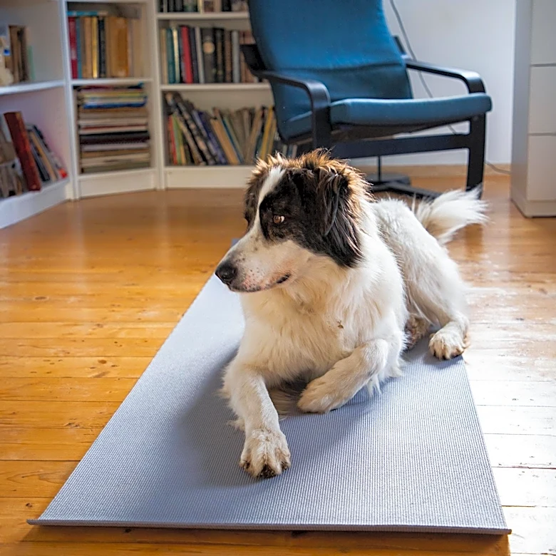 North Carolina Yoga Instructors Introduce 'Puppy Yoga' Classes Combining Wellness and Animal Interaction