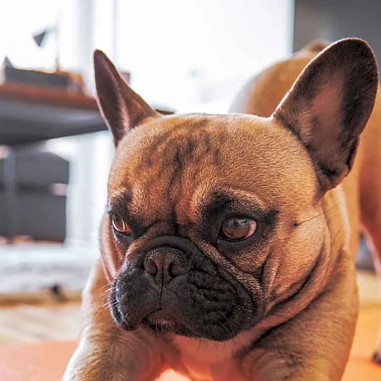 North Carolina Yoga Instructors Offer 'Puppy Yoga' Classes for Stress Reduction