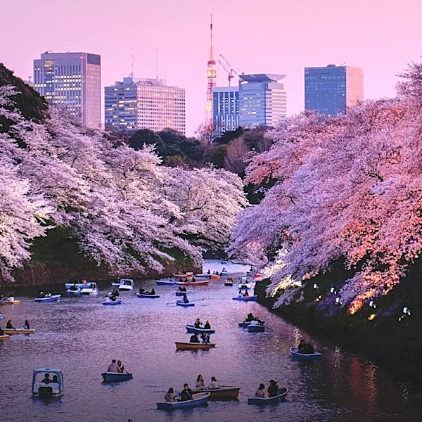 Tokyo Experiences Distinct Seasonal Shifts Impacting Daily Life and Tourism