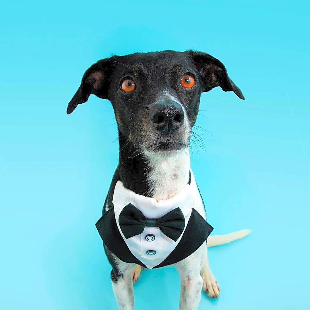 David's Bridal Launches 'Puppy Love Collection' Featuring Doggie Wedding Attire