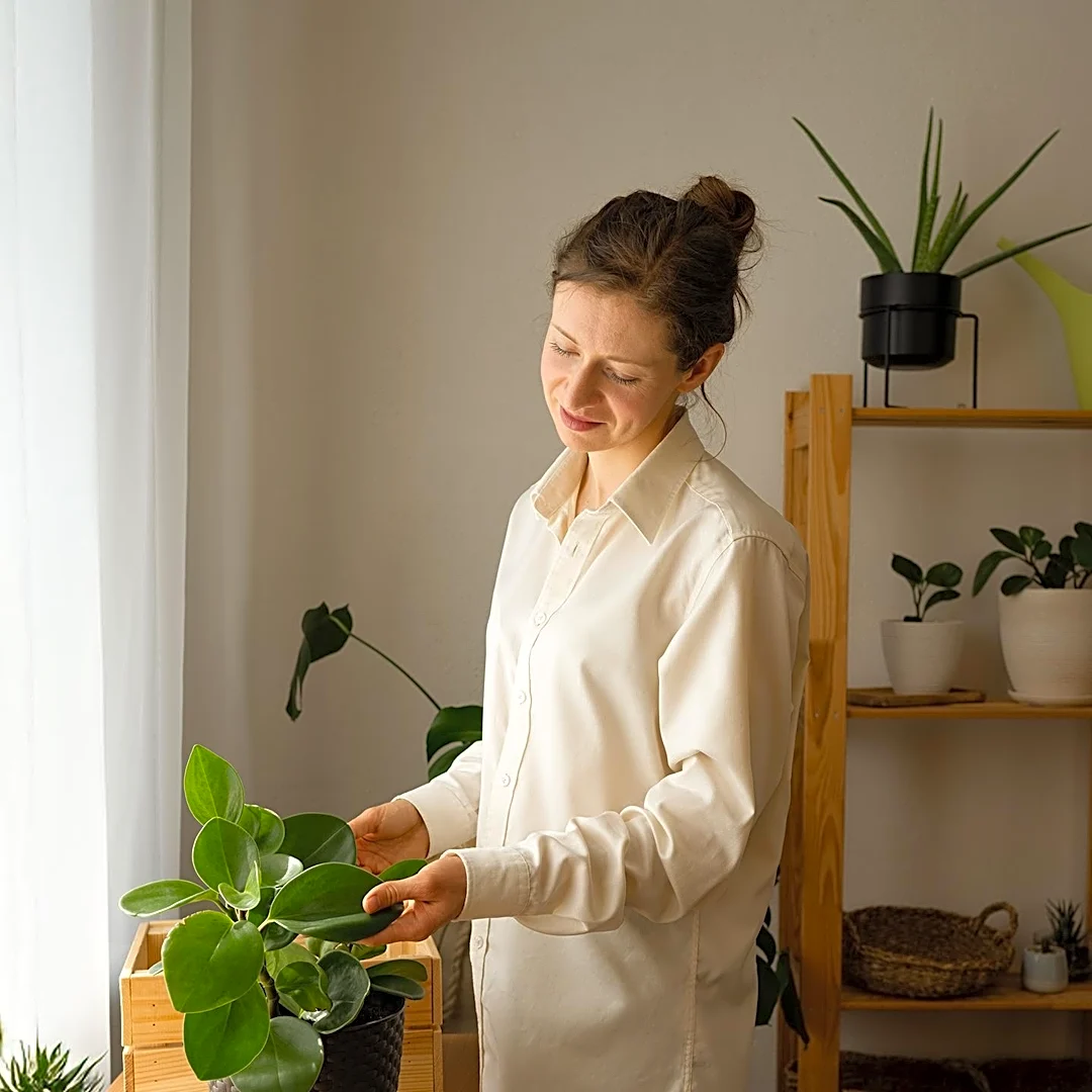 Houseplants Experience Leaf Drop in Fall Due to Reduced Light, Requiring Adjusted Care