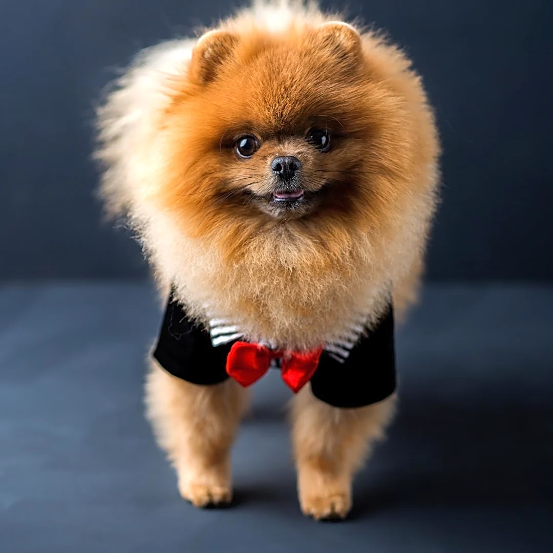 David's Bridal Launches 'Puppy Love Collection' Featuring Pet Wedding Attire