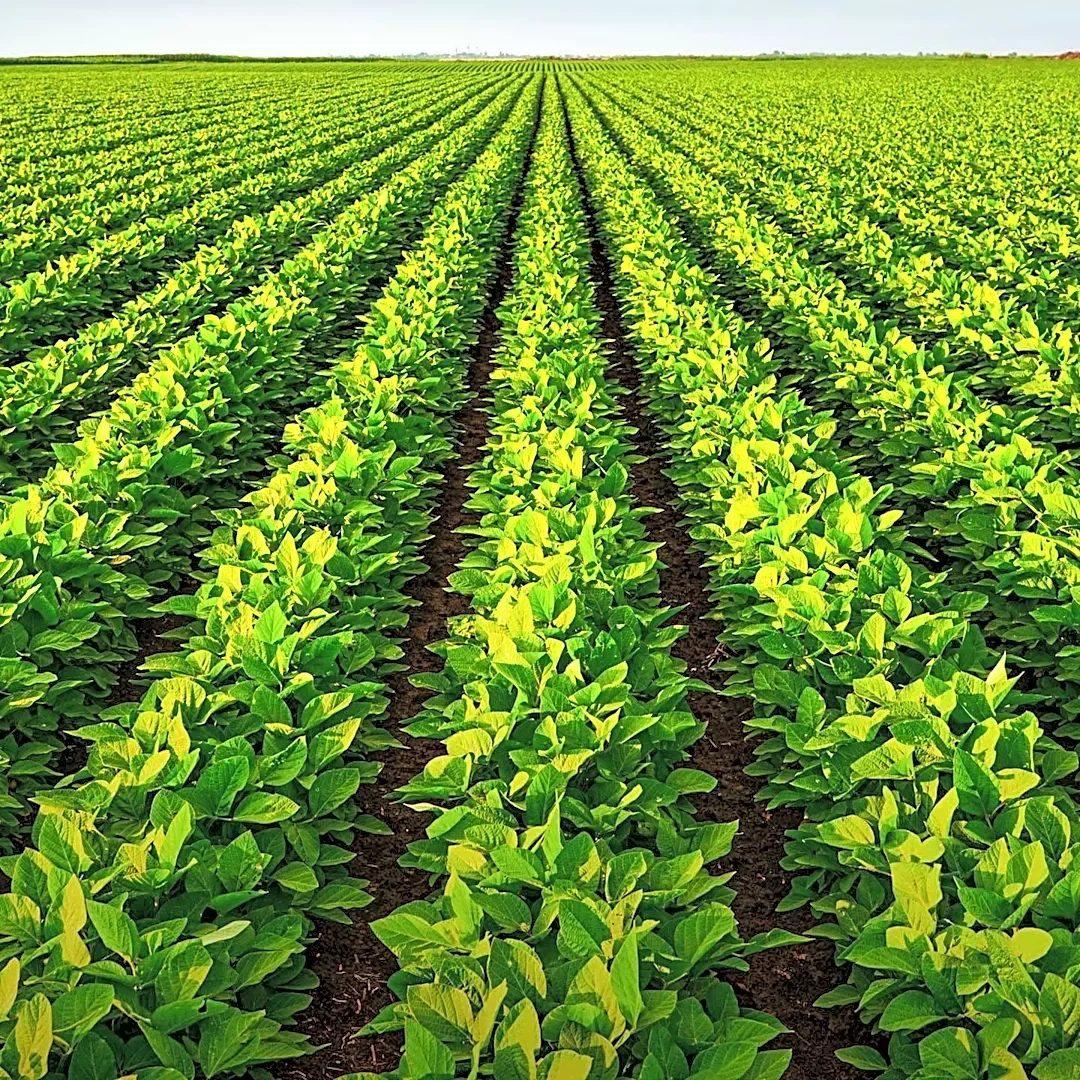 Brazil Approves New Stacked-Trait GM Soybean from China's DBN