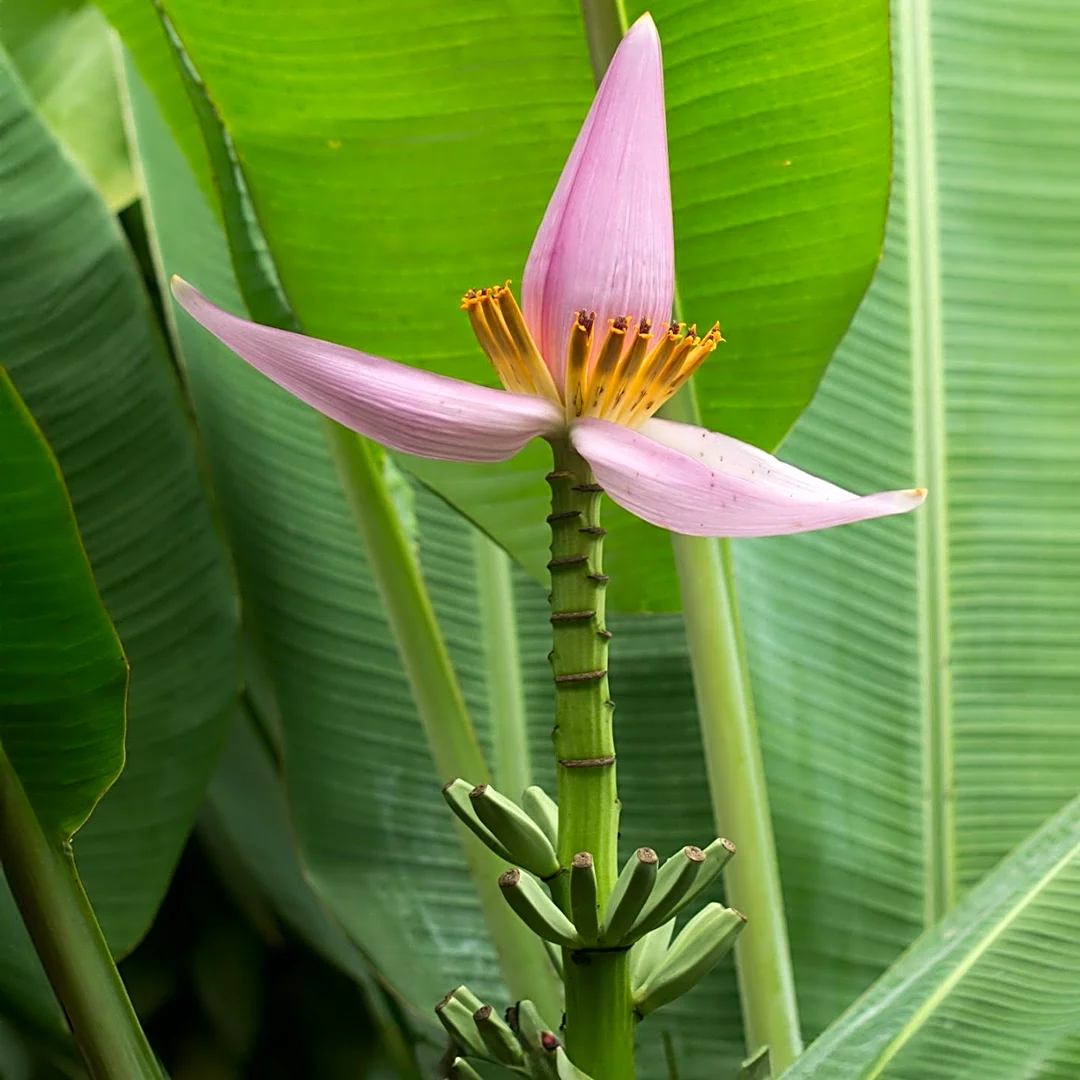 Banana Blossom Emerges as Key Ingredient for Plant-Based Seafood Alternatives