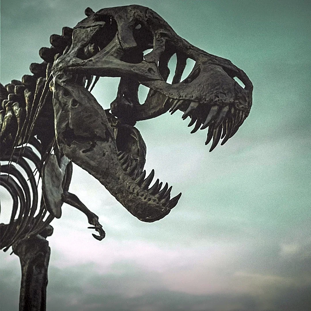 New Thriller Novel 'The Ancient Bones' Explores Fossil Smuggling and International Intrigue