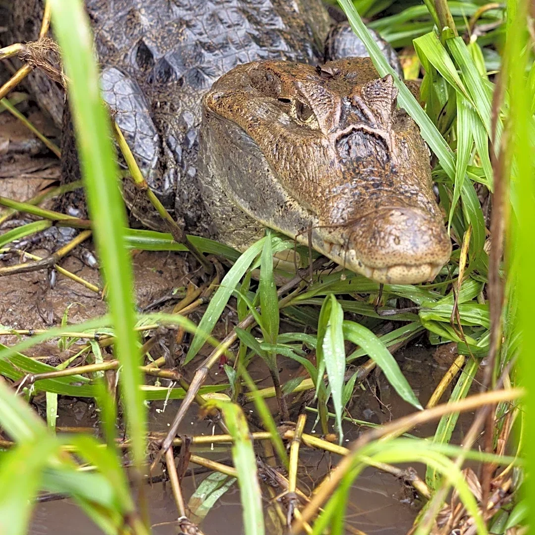 Caiman Discovered in Jake Paul's Swimming Pool in Dorado, Puerto Rico