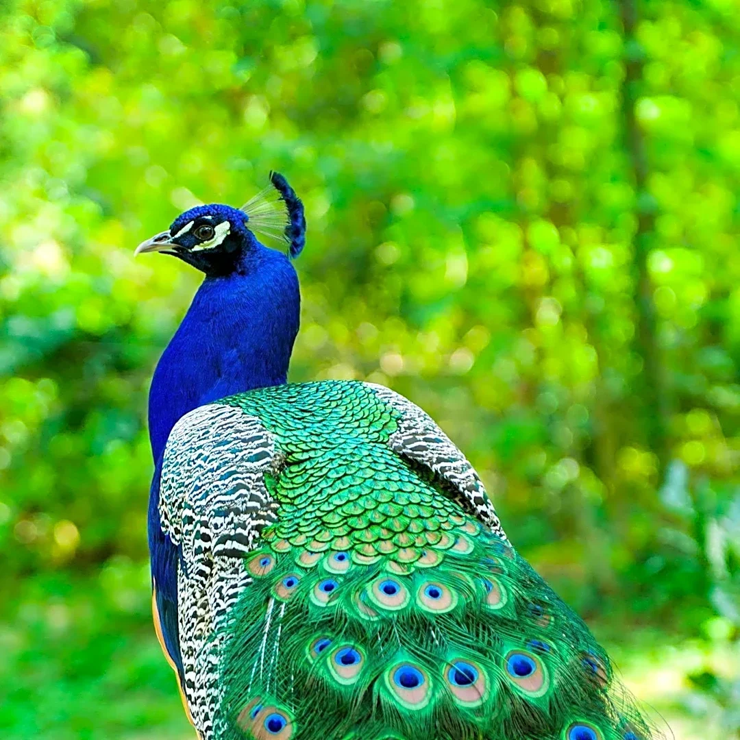 Peacock Symbolism Explored in Spiritual and Psychological Contexts