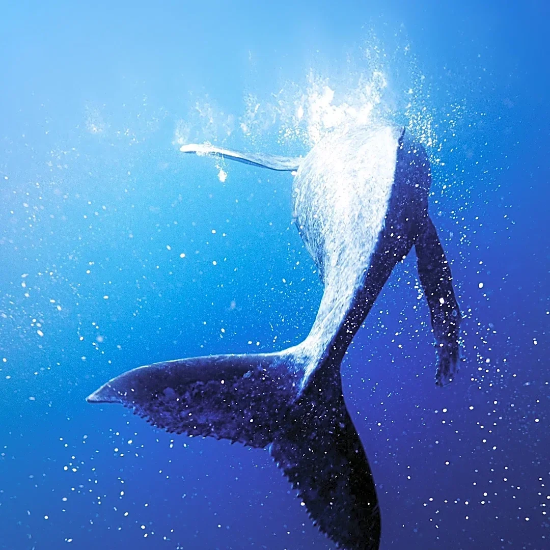 Vulture Reviews 'Whalefall' as a Deep Dive into Toxic Masculinity