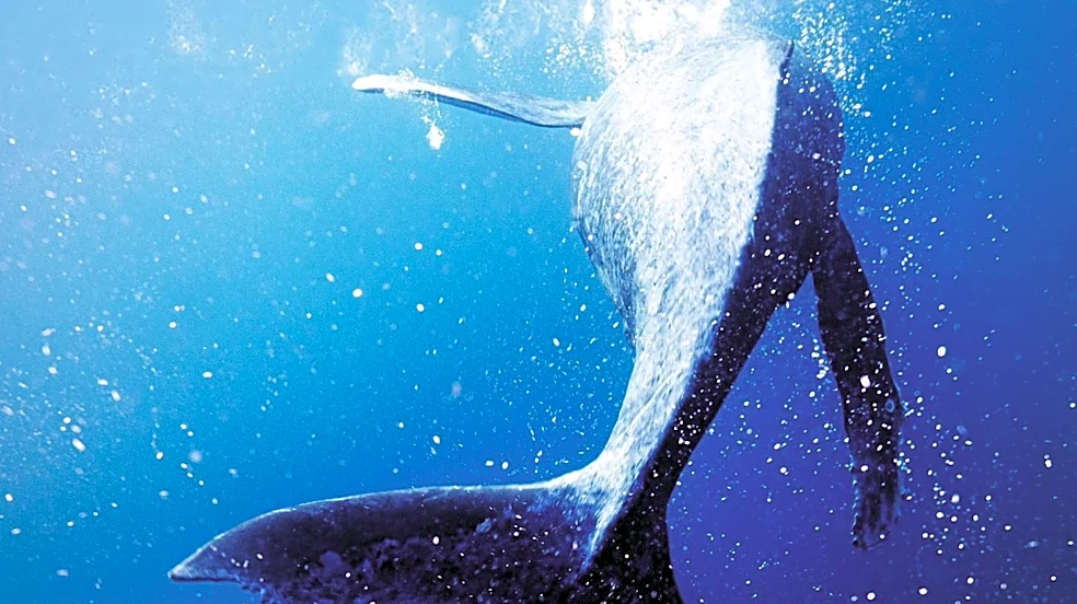 Vulture Reviews 'Whalefall' as a Deep Dive into Toxic Masculinity