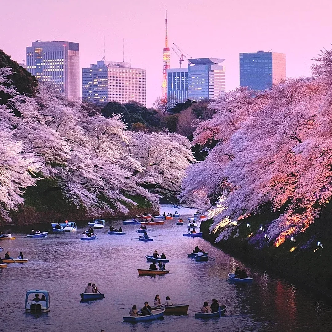Tokyo Experiences Early Plum Blossom Season, Festivals Underway