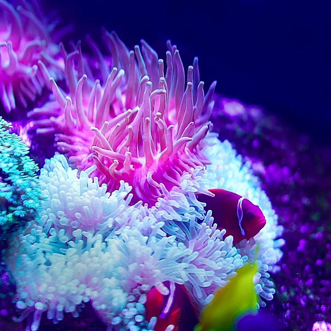 Top Shelf Aquatics Offers Diverse Bubble Tip Anemones for Aquarium Enthusiasts
