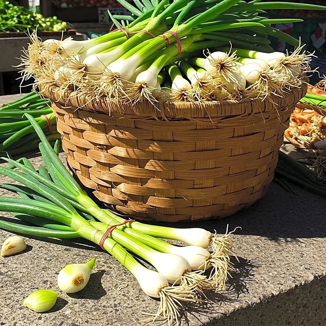 Tokyo Negi Onions: A Japanese Variety Available in Spring and Fall