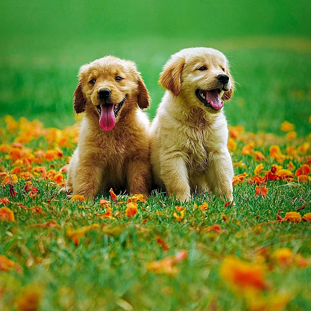 Canine Companions Collegiate Puppy Raising Program Expands to Over 30 U.S. Colleges