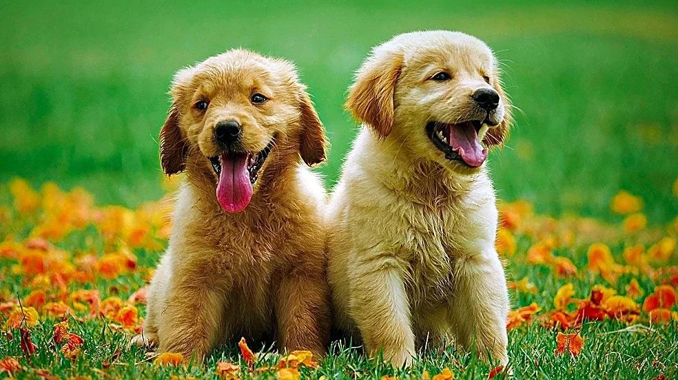 Canine Companions Collegiate Puppy Raising Program Expands to Over 30 U.S. Colleges