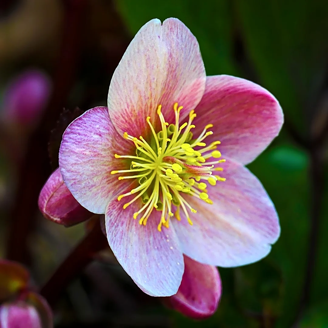 Single Pink Japanese Anemone Offers Pastel Blooms for Shady Gardens