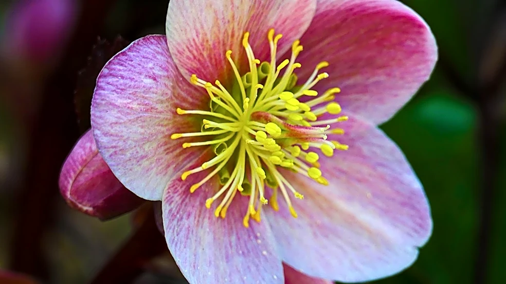 Single Pink Japanese Anemone Offers Pastel Blooms for Shady Gardens