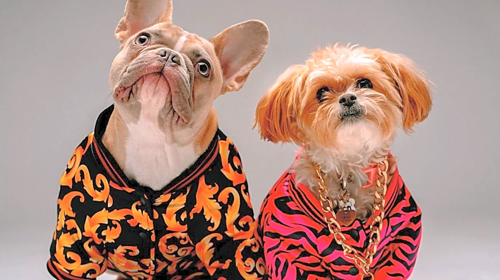 Paris Dog Week Debuts with Canine Fashion Shows and Wellness Events