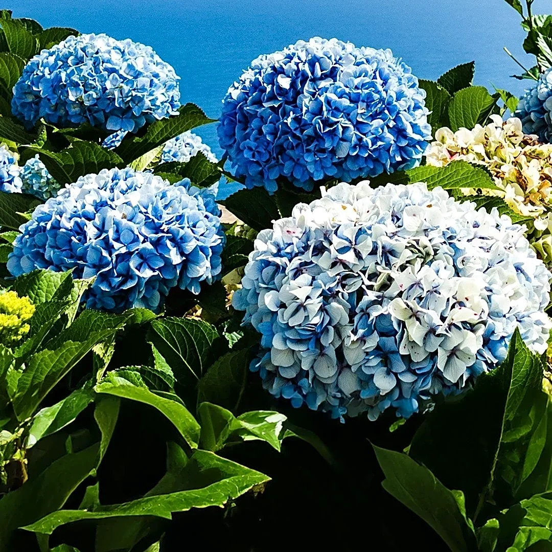Hasedera Temple in Kamakura Offers Hydrangea Gardens and Sea Views for Summer Visitors