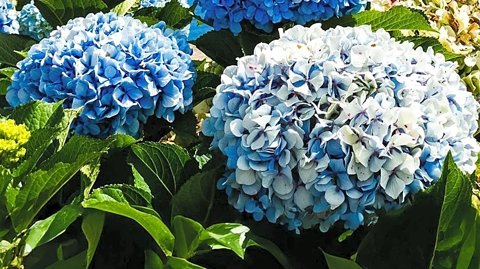 Hasedera Temple in Kamakura Offers Hydrangea Gardens and Sea Views for Summer Visitors
