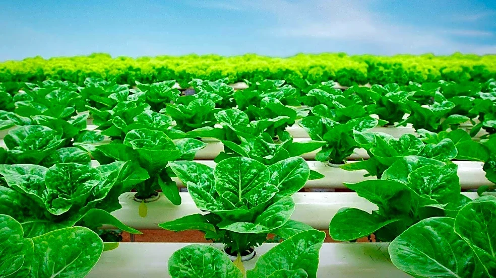 Cellular Agriculture Market Sees North America Lead in Consumer Acceptance and Startup Density