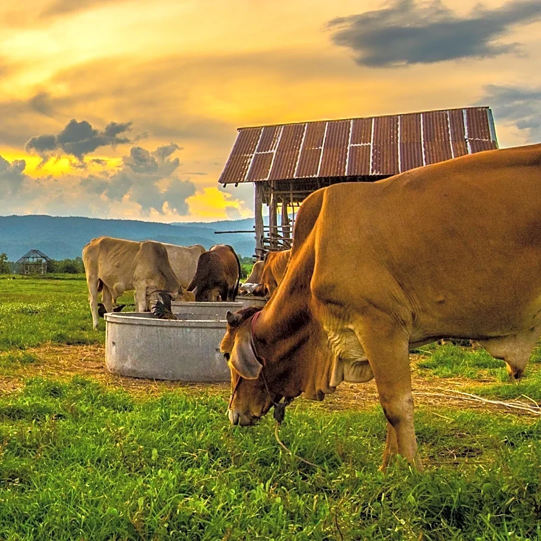 Cattle Nutrition Experts Detail Strategic Protein Supplementation for Optimal Herd Health and Grazing Management