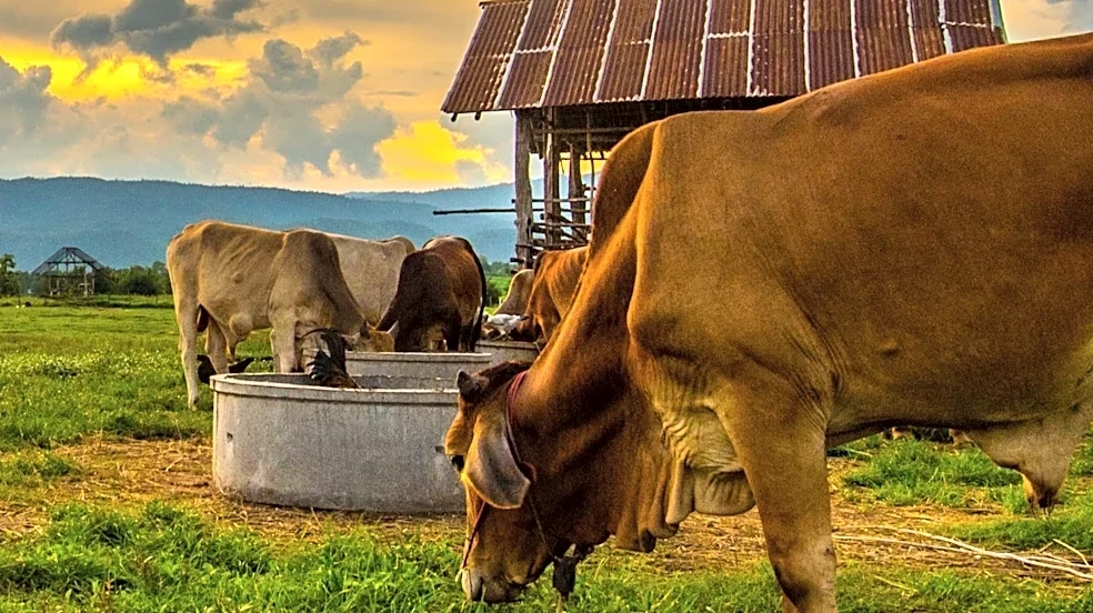 Cattle Nutrition Experts Detail Strategic Protein Supplementation for Optimal Herd Health and Grazing Management