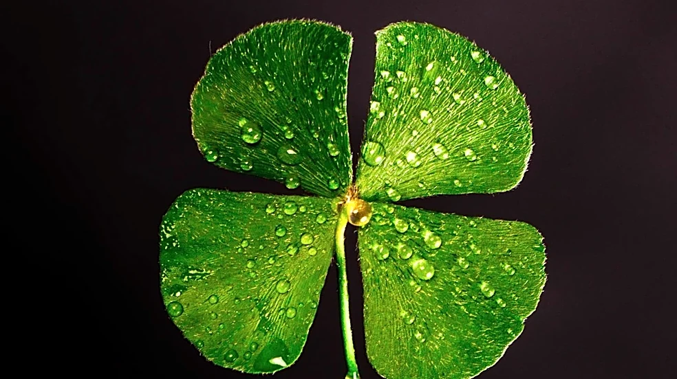 CytoDyn Names Robert Hoffman CEO, Highlights Early CLOVER Data in Metastatic Colorectal Cancer