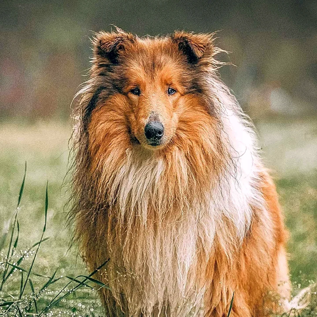 The New Yorker Publishes Humorous Take on Unrescued Fictional Dogs, Including Lassie's Demise from Flesh-Eating Bacteria