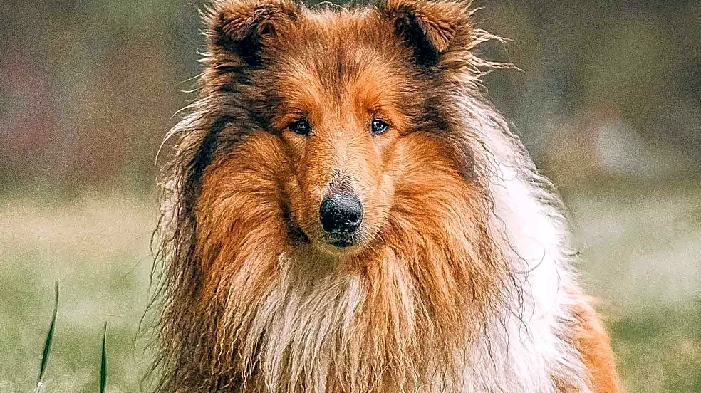 The New Yorker Publishes Humorous Take on Unrescued Fictional Dogs, Including Lassie's Demise from Flesh-Eating Bacteria