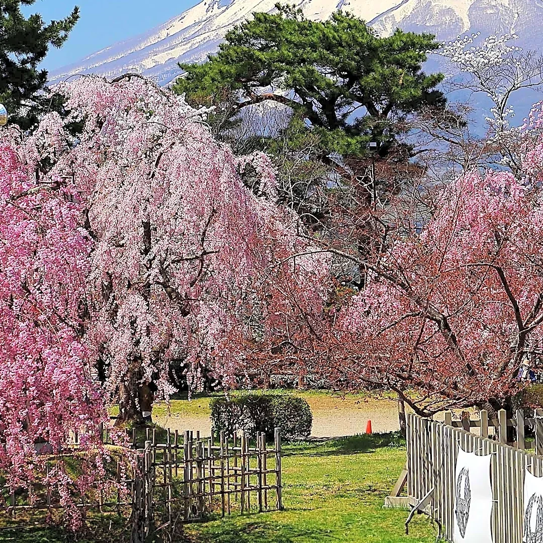 May 2027 Offers Diverse Travel Experiences Across Japan, Highlighting Seasonal Festivals and Mild Weather