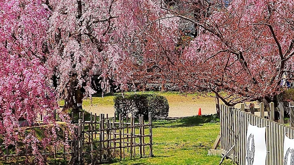 May 2027 Offers Diverse Travel Experiences Across Japan, Highlighting Seasonal Festivals and Mild Weather