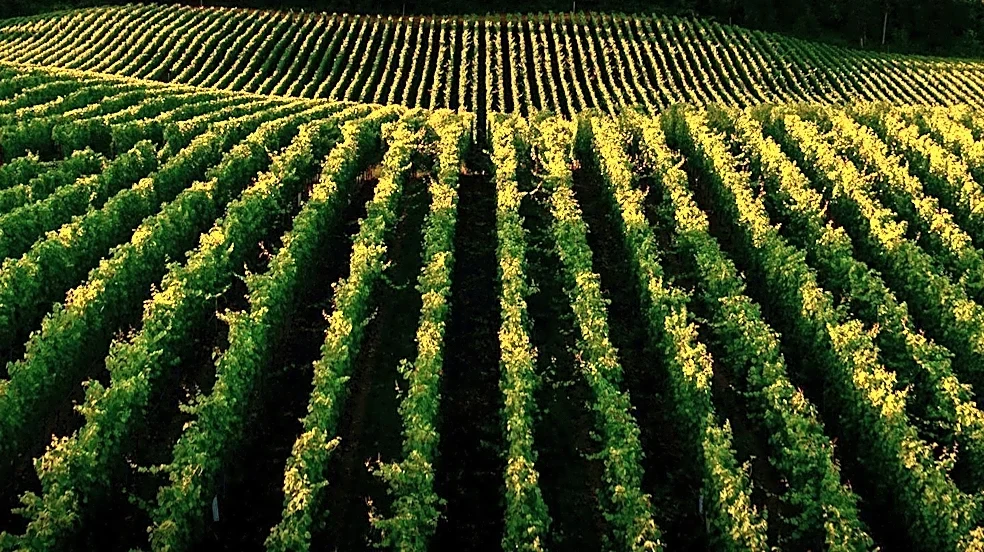 Alfalfa Farm in Topsfield Reimagined as Agri-Tourism Destination with Winery, Brewery, Distillery, and Cafe