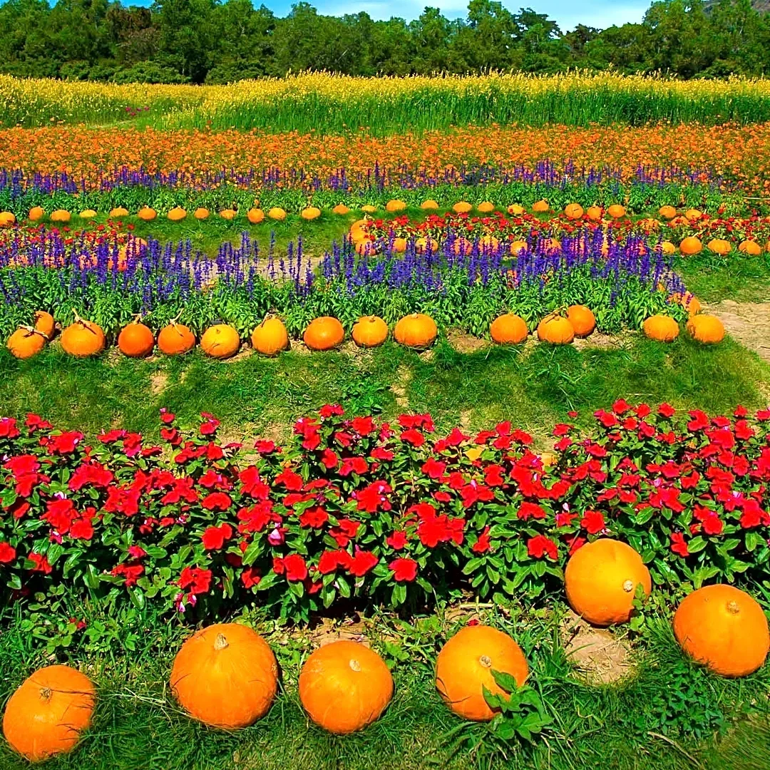 Hibben United Methodist Church Pumpkin Patch Experiences 'Banner Weekend' After Road Spill