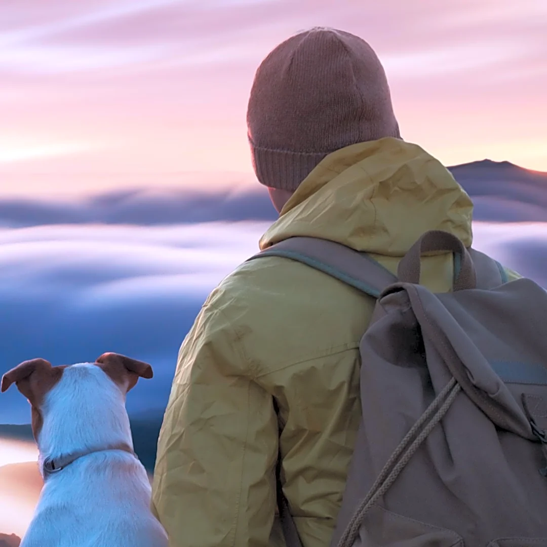 Pet-Friendly Travel Requires Careful Planning and Research for U.S. Travelers