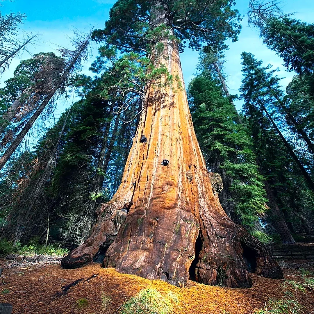 Talking Tree Integrates Contract Redlining into AI Legal Companion Redwood's Chat Interface