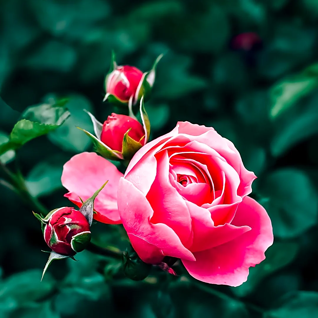 Pink Roses Symbolize Affection and Gratitude in Modern Floral Traditions