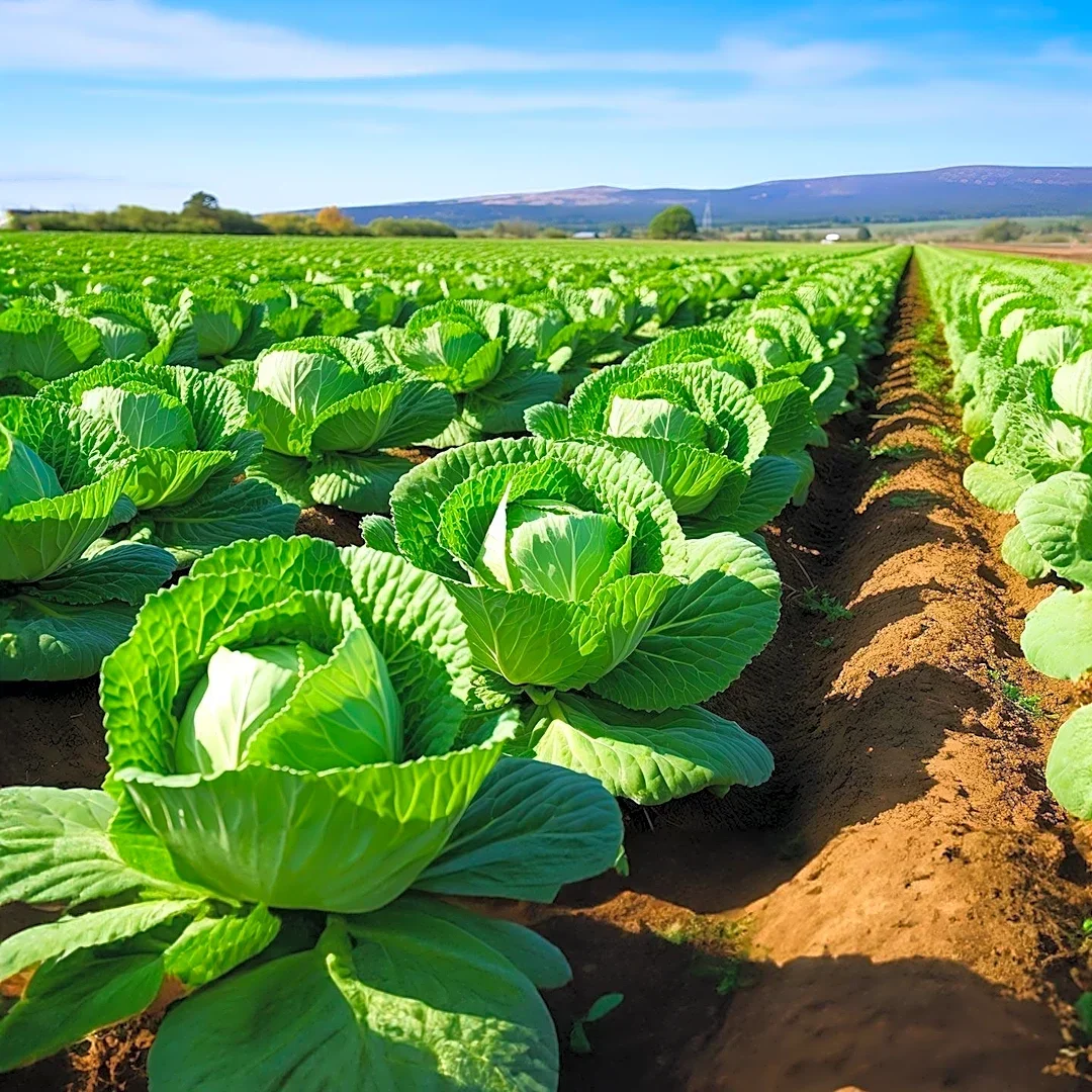 Limpopo Farmer Augustine Nemasisi Transforms Cabbage Sales into Thriving Vegetable Business