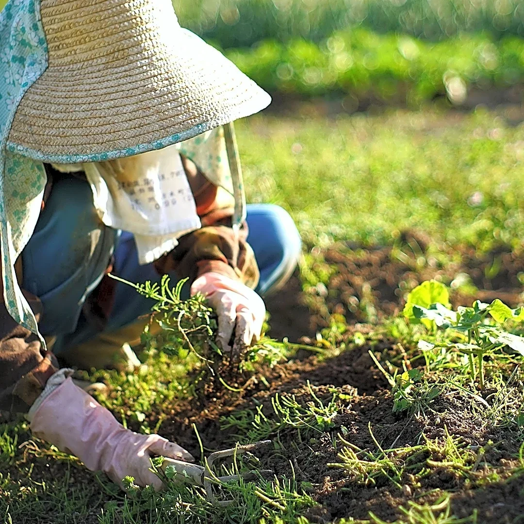 New England Farmers Face Significant Financial Hurdles in Sustaining Local Markets