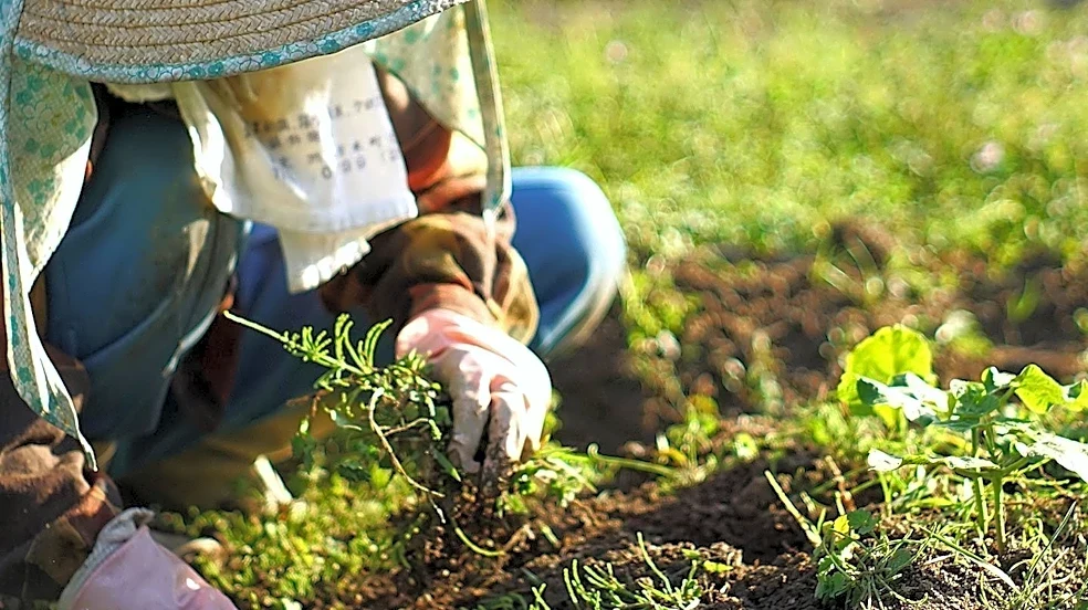 New England Farmers Face Significant Financial Hurdles in Sustaining Local Markets