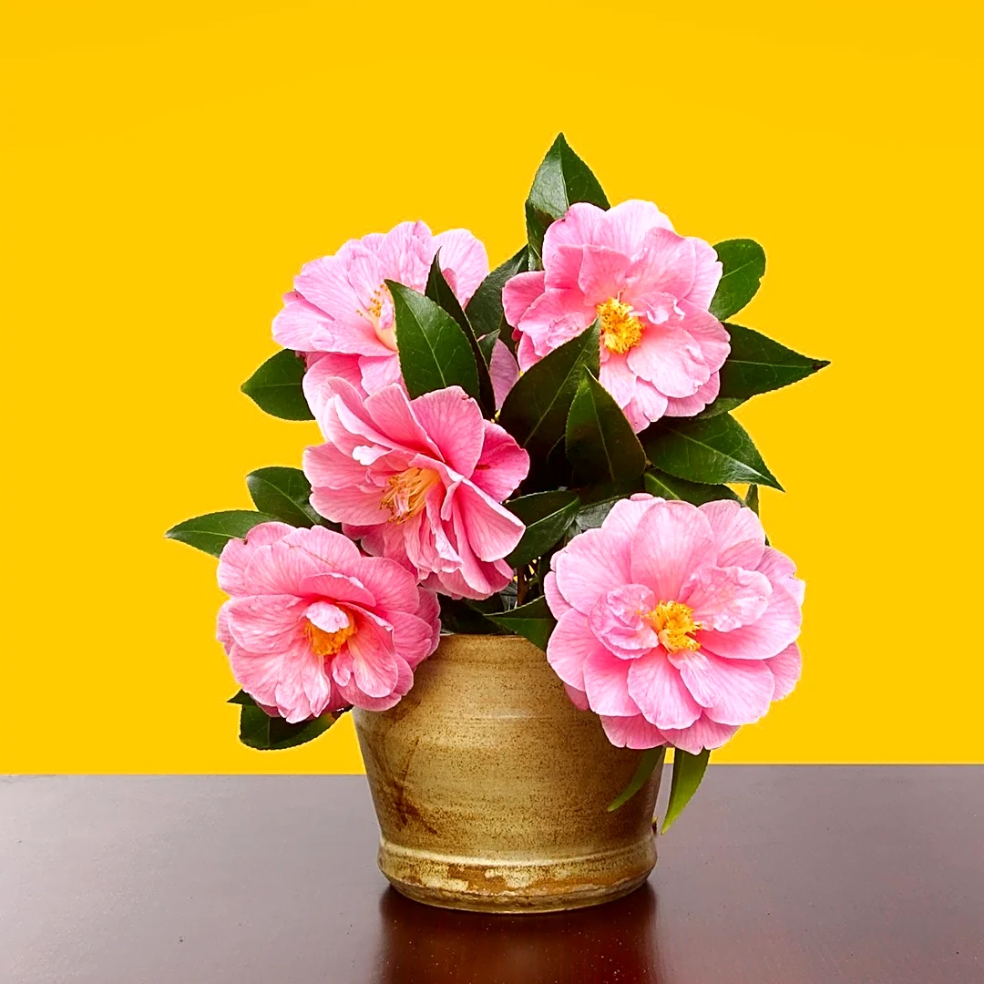 White Camellia Symbolism in U.S. Culture Reflects Purity, Admiration, and Remembrance