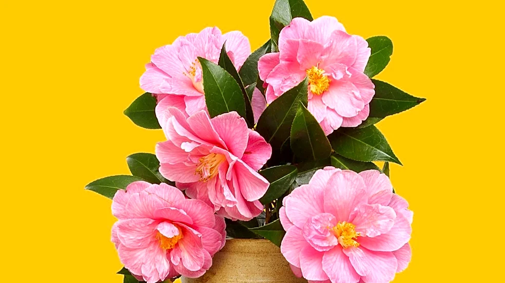 White Camellia Symbolism in U.S. Culture Reflects Purity, Admiration, and Remembrance